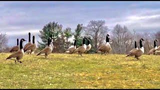 Geese Sound Effect and Stock Video | Flock of Geese Honking/Calling Sound Effects | ROYALTY FREE