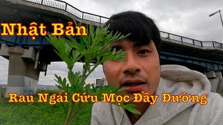 Rau Ngải Cứu Mọc Rất Nhiều Ở Nhật - Chỗ Nào Cũng Có | MoMo - Cuộc Sống Nhật Bản