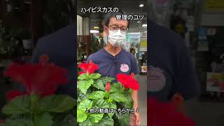 ハイビスカスの管理のコツ【園芸専門店アカツカFFCパビリオン】