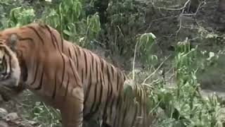 Tiger on fort road - Ranthambore June 2020