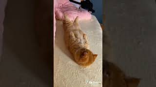 Funy cats videos 🤣❤ #funny #comedy #catshorts #video #compilation #foryou #foryourpage #viralvideo