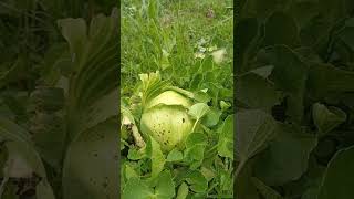 Edible cabbages covered by weeds but can still sell at our local market to local customers #shorts