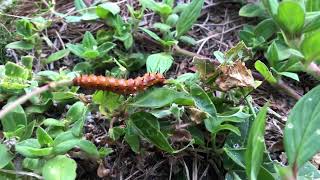 Caterpillar 🐛 Eating a Leaf