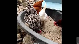 Keeping Chickens in Small Urban Spaces