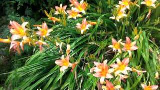 Hemerocalis - Daylilies