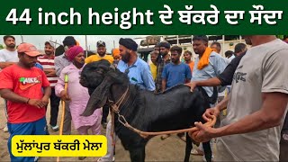 44 inch height ਦੇ ਬੱਕਰੇ ਦਾ ਸੌਦਾ #live_sauda ਮੁੱਲਾਂਪੁਰ ਬੱਕਰੀ ਮੇਲਾ