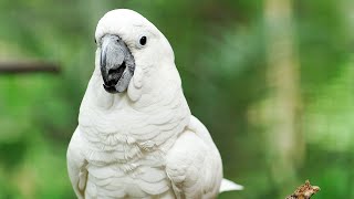 White tropical bird - walking around parrot