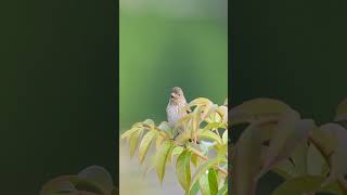 রাবণধারা: শীতে ঘোরার নতুন ঠিকানা  | Rabandhara tour | Rabandhara nature camp | Rabandhara waterfalls