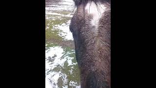 Horses | how cute is that🥰🥰🥰 animal video #shorts #animal