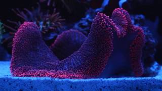 Red Carpet Anemone - RedSeaMax250