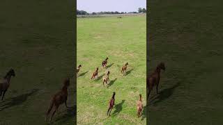 horses out in their field appreciation post #horses #horselife #lovehorses