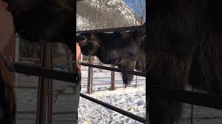 “Kissing” a rehabilitated moose