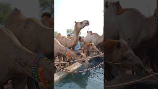 الإبل المزخرفة بالحناء تشرب الماء #ytshorts #camel #drinkingwater #shorts #camellove #camelfarm