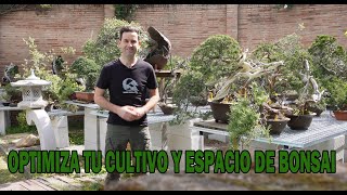 ¿CÓMO OPTIMIZAR TU CULTIVO Y SACAR EL MÁXIMO RENDIMIENTO A TU ESPACIO DE BONSAI?