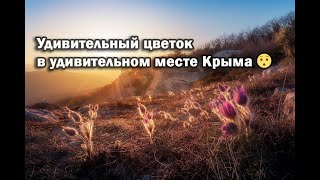 Где Сон-трава в Крыму! Самое интересное место.