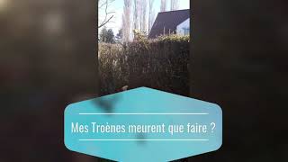 Mes haies de Troènes meurent... que faire ?