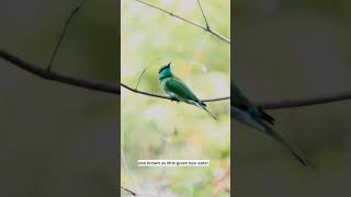 Bee Eater #birds #wildphotography #wildlifephotoghraphy #nature #wildlife #naturedocumentary #shorts