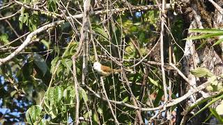 White Hooded Babbler