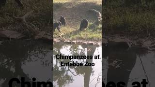 Chimpanzees at Entebbe Zoo | Animal Kingdom.