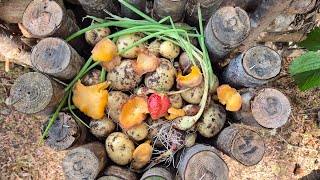 Bushcraft Garden - The Harvest