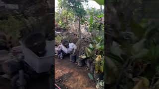 kebun bunga #shortvideo