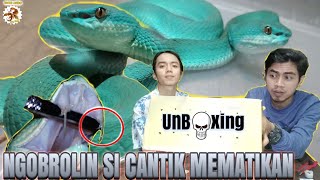 Unboxing ular mematikan || Trimeresurus BlueInsularis || Colubrid world