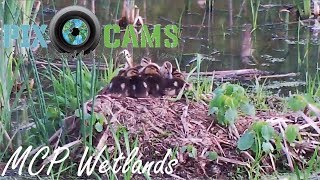 PixCams.com MCP Wetlands Live Stream