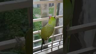 #parrot #bird #pigeon #birdspecies #shortvideo #talkingparrot #shorts #short #bangladesh