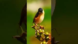 Singing Ashy Wren Bird: Best Bird Song #shorts #nature #chirping #bird #birdsounds #birdlovers