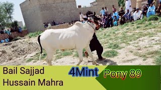 Bail Sajjad Hussain Mahra da 4 Mints Pony 89 chakar 22/4/2023