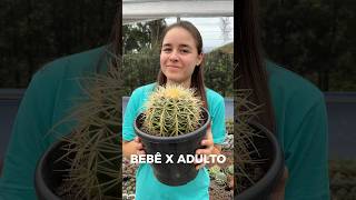 Cactos na fase bebê x adulto 🌵 #suculentasbrasil #plantas #suculentasecactos #cacto