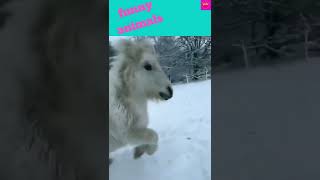 funny animals video#funny # viral