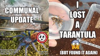 Monocentropus Balfouri Quick Update - Some Impressive Webbing + Lost Tarantula Found!