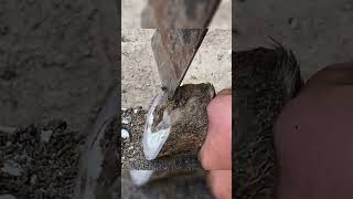 Donkey hoof repair: This donkey's hoof curls inwards, it's super painful