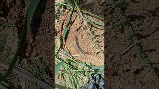 Is this venomous? #venomous #centipede #dangerous #trinidad