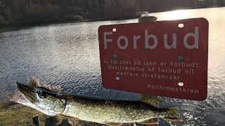 Tips og tricks til gedde fiskeri om vinteren//tips on pike fishing in the winter ❄️