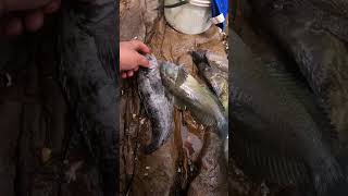 #pesca de #chalaco #tramboyo y #borracho