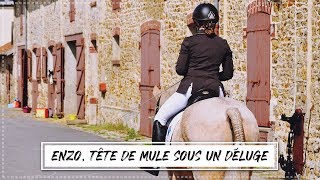 Concours - ENZO, TÊTE DE MULE SOUS UN DÉLUGE 😞