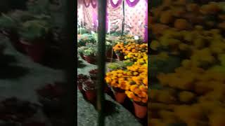 #rose #rosefestival #panjab #panjabuniversitychandigarh #chandigarh #viral #trending #shortvideo