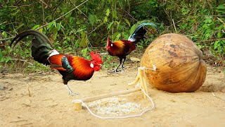 Build Underground Unique DIY Wild Chicken Trap Using Coconut & Wood / How To Catch Chicken By Trap