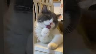 Cat's paw cleaning🐱😻 #funnycats #adorablecats #cleanpaw #cutecatshorts #catlover #