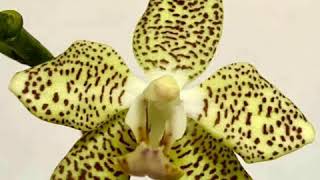 British Orchid Council