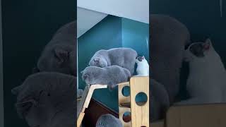 Cute cat #youtubeshorts #cat #pets #cutecats #cute #cutecat