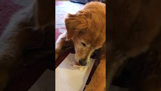 Breakfast Snack? Titan age 13 #goldendog #dog #goldenretriever #dog