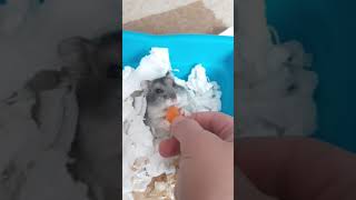 Милотаа❤🐹 Хомячок🌸