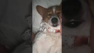 Corgi snoring #corgifunny #corgi #cutedogs