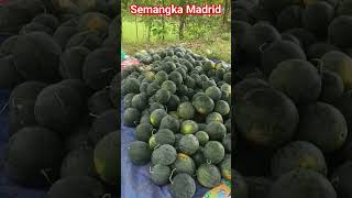 panen semangka 🍉