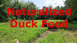 Barnyard Grass and Naturalized Rice for Ducks |  Duck Hunting