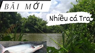 Câu Cá Tra Sông / Bãi Mới Nhiều Cá Tra , Cá Ăn Liên Tục  @minhcanhfishing