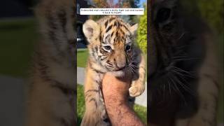 Baby tiger #animalshorts #tiger #rescue #babytiger